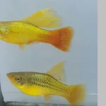 Sunset Variatus Platy