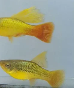 Sunset Variatus Platy