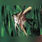 Marble Angelfish