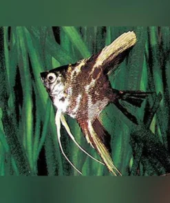 Marble Angelfish