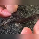 Starlight Pleco L59 and L183