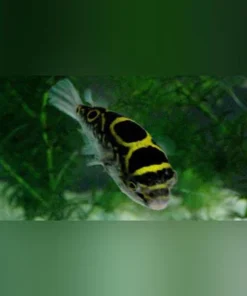 Figure 8 Puffer