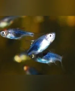 Purple Harlequin Rasbora