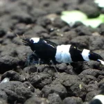 Black Panda Shrimp
