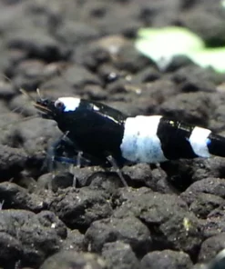 Black Panda Shrimp
