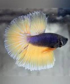 Mustard Gas Betta