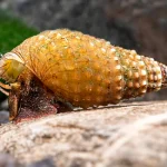 Prambanan Snail