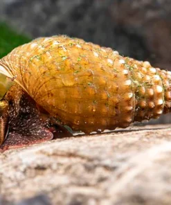 Prambanan Snail