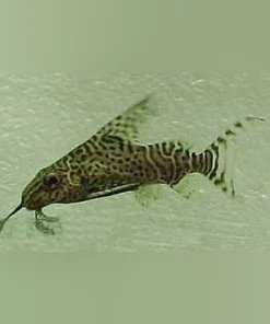 Synodontis Eupterus Catfish