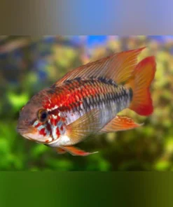 Apistogramma Sunset Dwarf Cichlid
