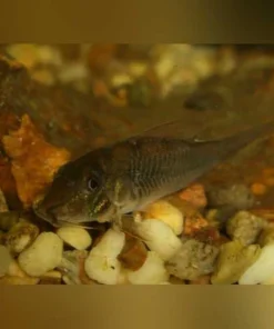 Cory Septentrionalis