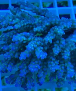 Alternative view of Fancy Tricolor Acropora