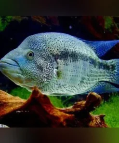 Wolf Cichlid