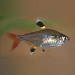 Pristella Tetra