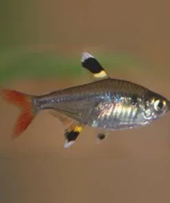 Pristella Tetra