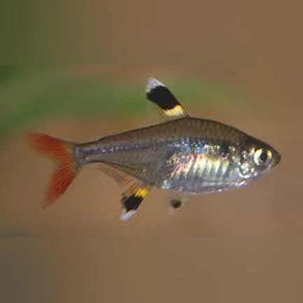 Pristella Tetra