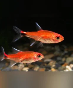 Ruby Tetra