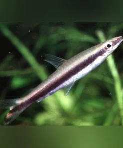 Zipper Pencilfish