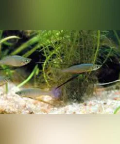Threadfin Rainbowfish