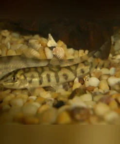 Yo Yo Loach