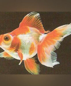 Red and White Telescope Head Goldfish