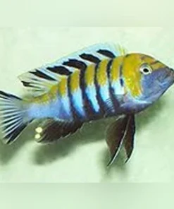 Cynotilapia afra Jalo Reef