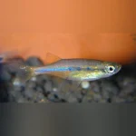 Orange Hatchet Danio