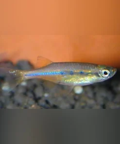 Orange Hatchet Danio
