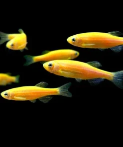 Sunburst Orange GloFish Danio