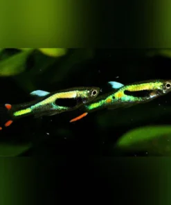 Lime Green Endler - Male