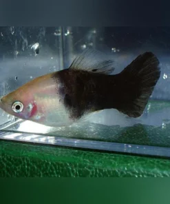 Panda Platy
