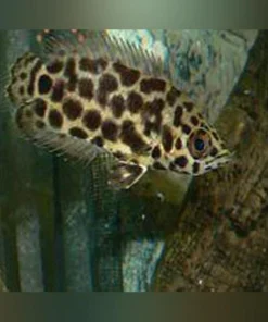 Leopard Ctenopoma Leaf Fish