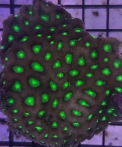 Favities Green Metallic Brain Coral