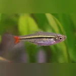 Brilliant Rasbora
