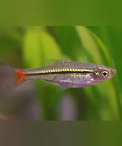 Brilliant Rasbora
