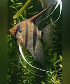 Peruvian Altum Angelfish