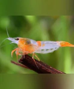 Orange Rili Shrimp
