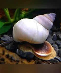 White Wizard Trapdoor Snail