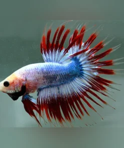 Patriot Crowntail Betta