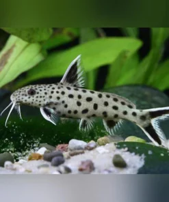 Dwarf Petricola Catfish