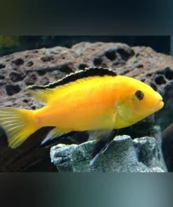 Electric Yellow Cichlid