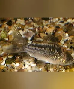Elegans Cory