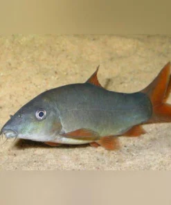 Red Tail Loach