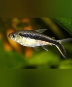 Penguin Tetra