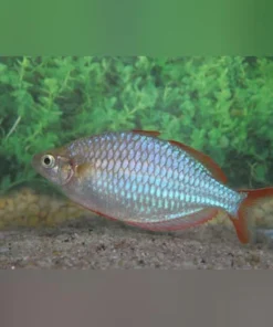 Neon Dwarf Praecox Rainbowfish