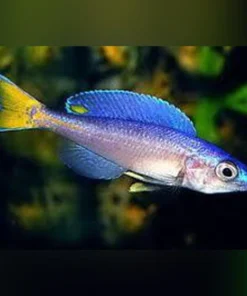 Cyprichromis leptosoma kitumba