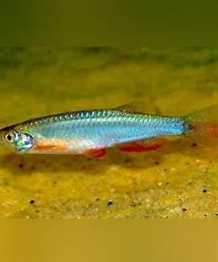 Pearl Danio