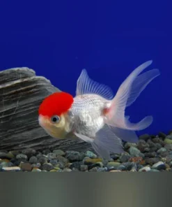 Red Cap Oranda Goldfish