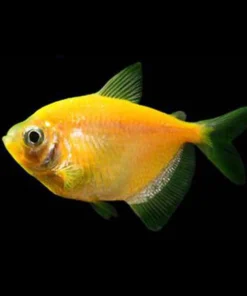 Sunburst Orange GloFish Tetra