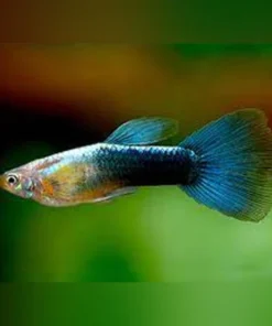 Metallic Blue Guppy (Pair)